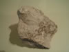 Back of unknown fossil rock, click to enlarge